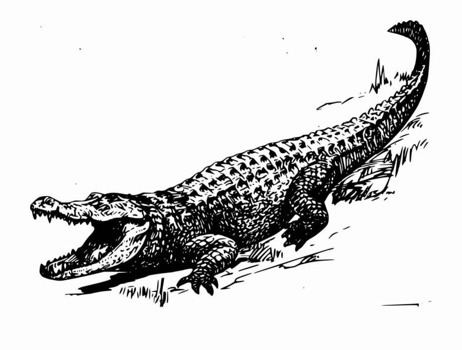 Download Png Alligator Black And White