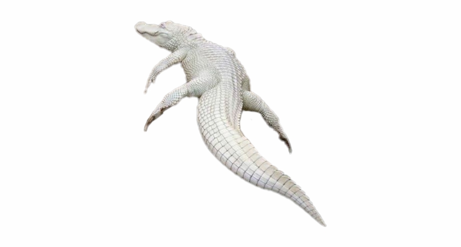 albino alligator png
