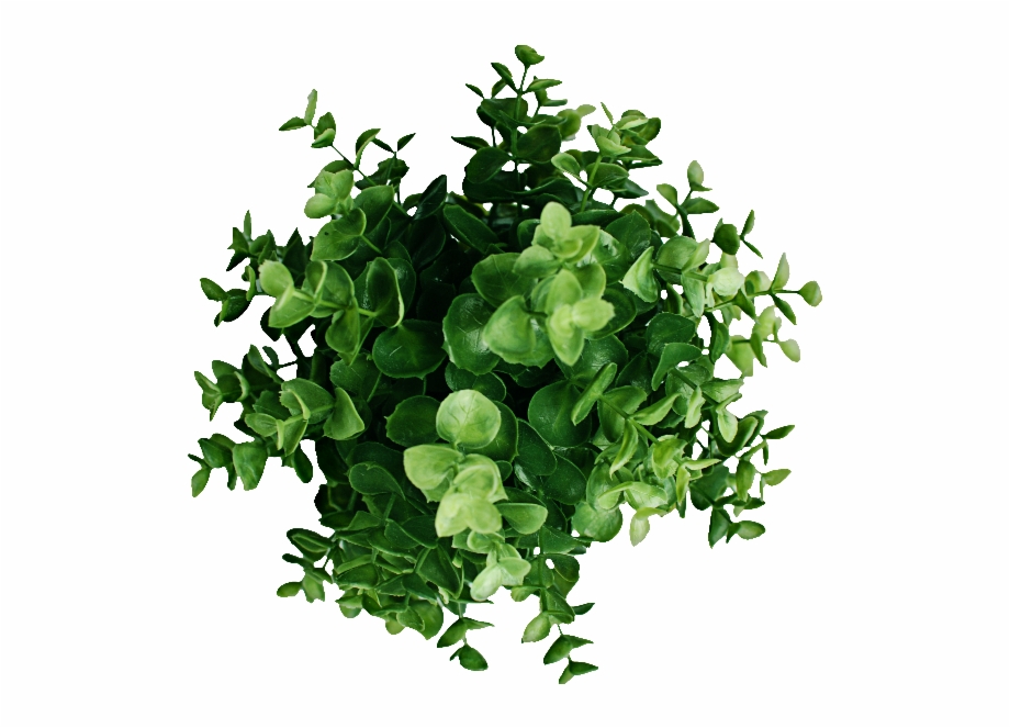 Plant Top View Png Free Download