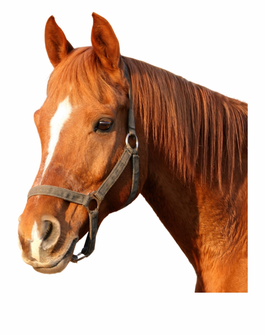 Download Horse Png Image Horse Cat And Dog