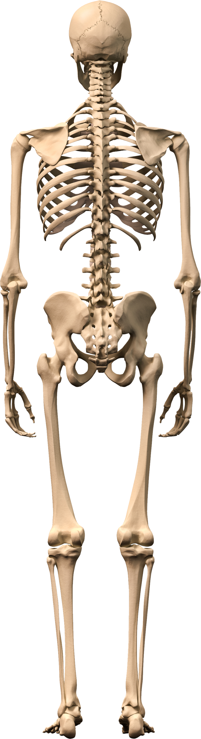 Скелет человека фото вид сзади