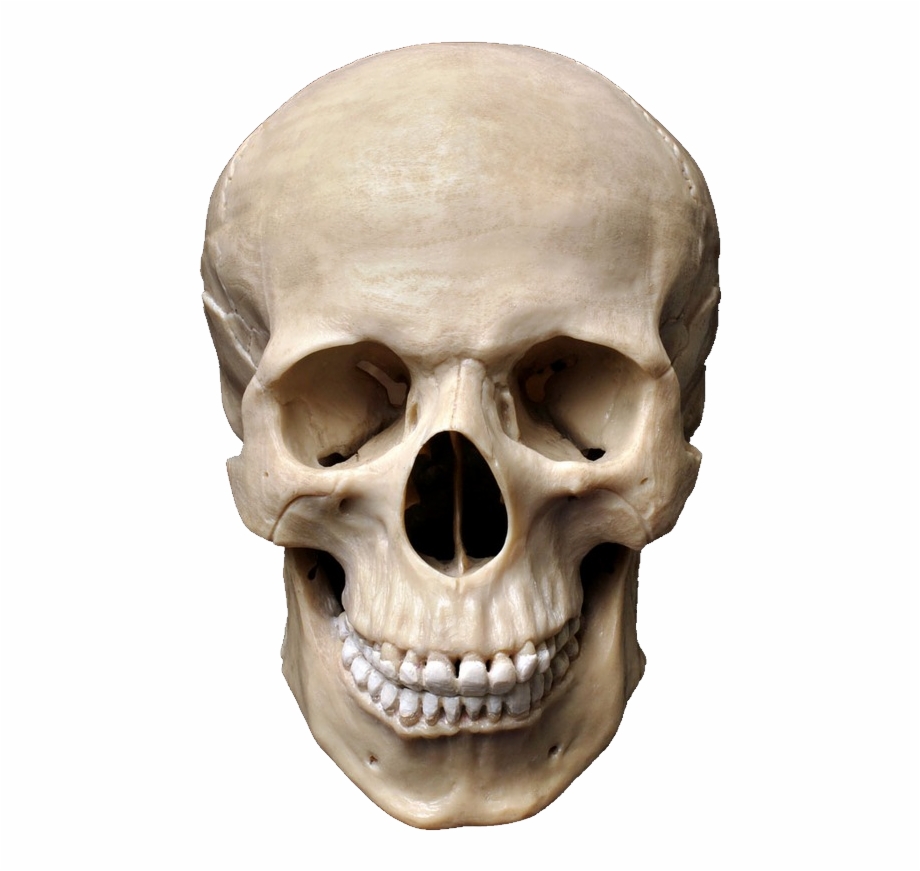 Skull Png Real Skull Front View