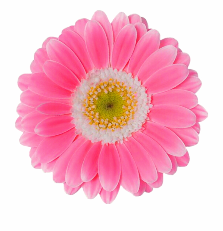 Pink Daisy Png Pink Daisy Flower Png - Clip Art Library