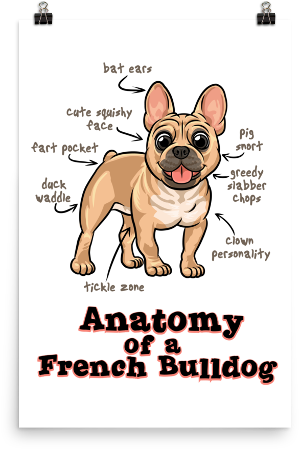 Anatomy Of A French Bulldog French Bulldog
