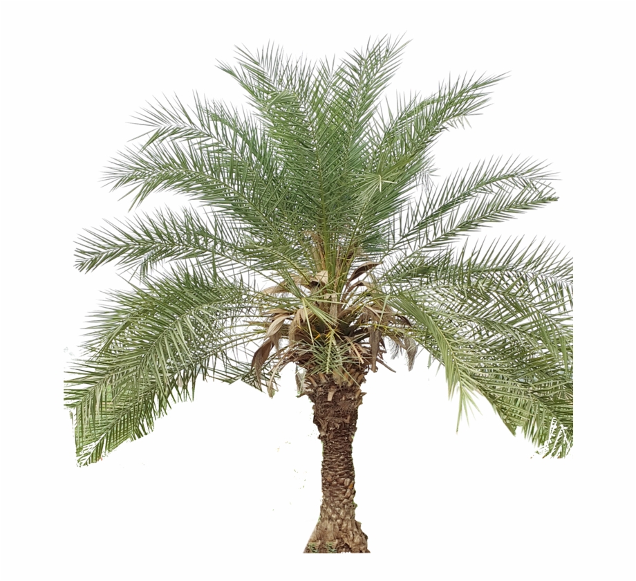 Pygmy Date Palm Png Date Palm - Clip Art Library