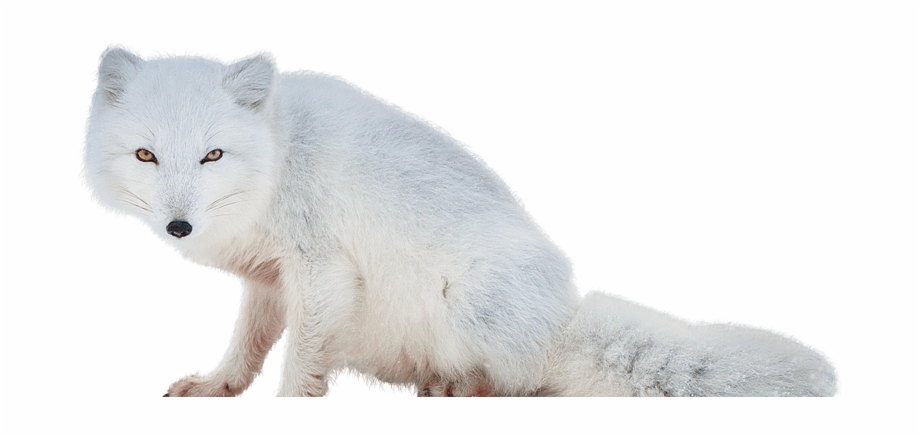Arctic Fox Clipart Tundra Animal Arctic Fox No
