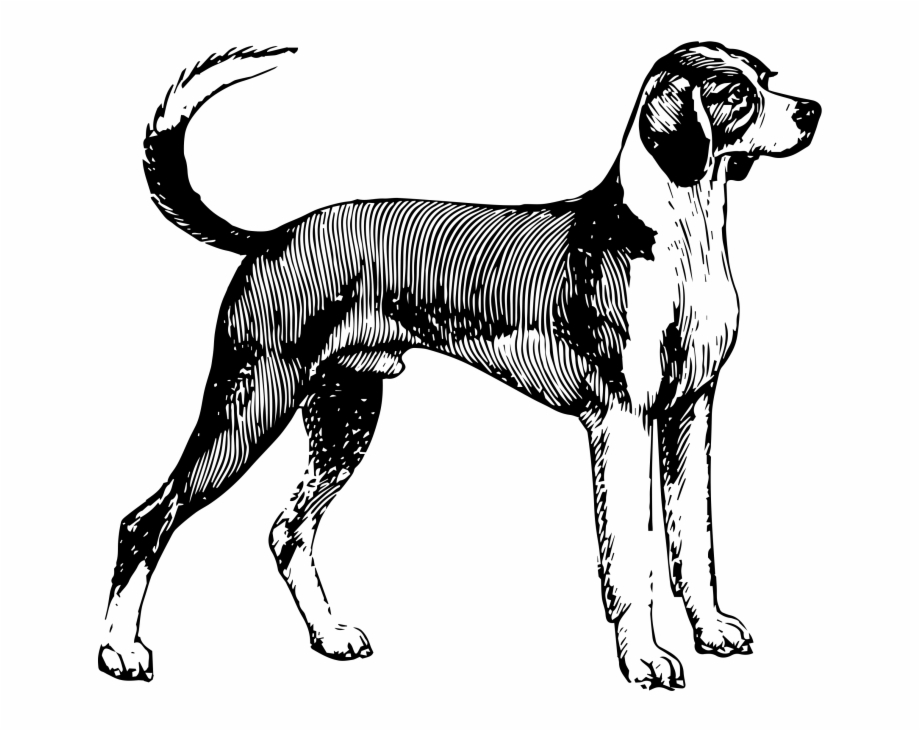 Dog English Foxhound