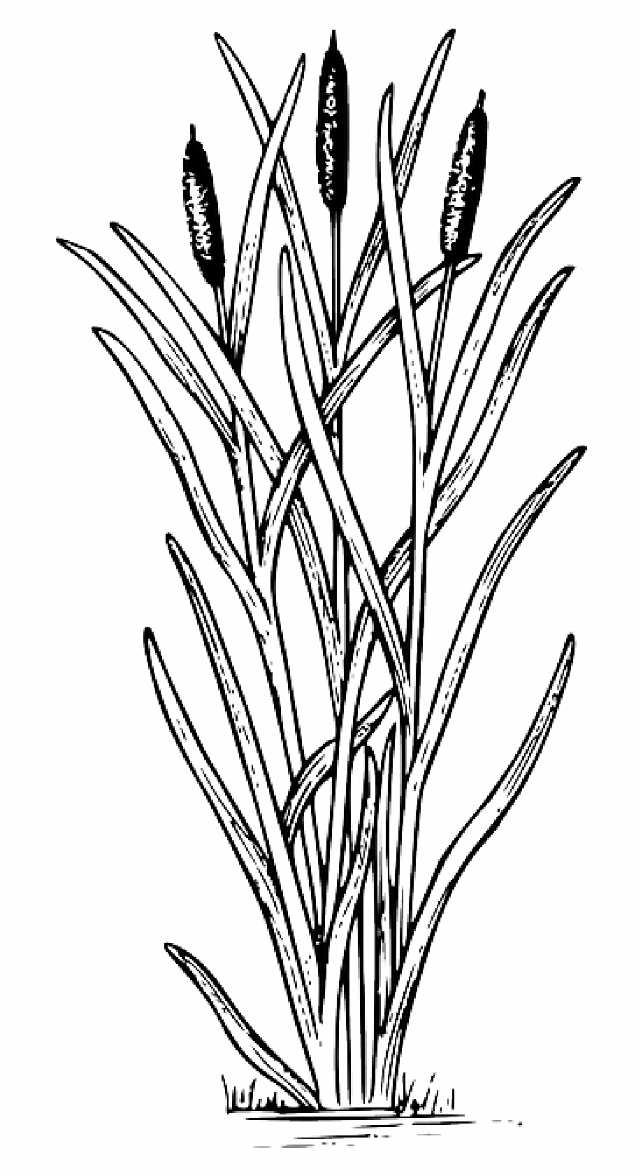 Cat Tail Drawings Png Download Cat Tail Plant