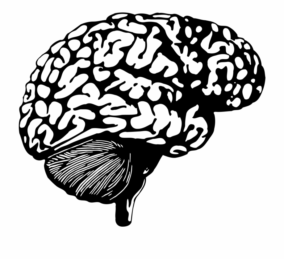 Brain Graphic Png Brain With Music Notes