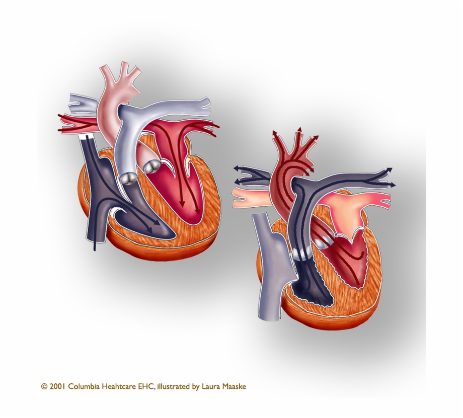 The Human Heart Has Four Chambers And Two