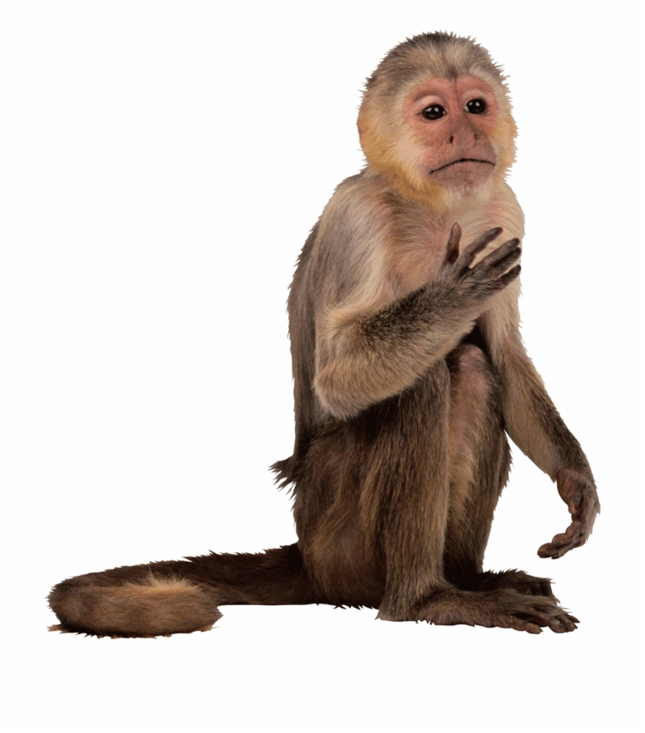 Monkey Face Png Capuchin Monkey On White Background - Clip Art Library