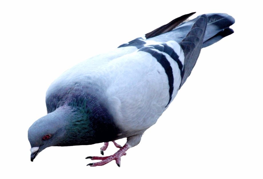 Pigeon Png Picture Pigeon Png