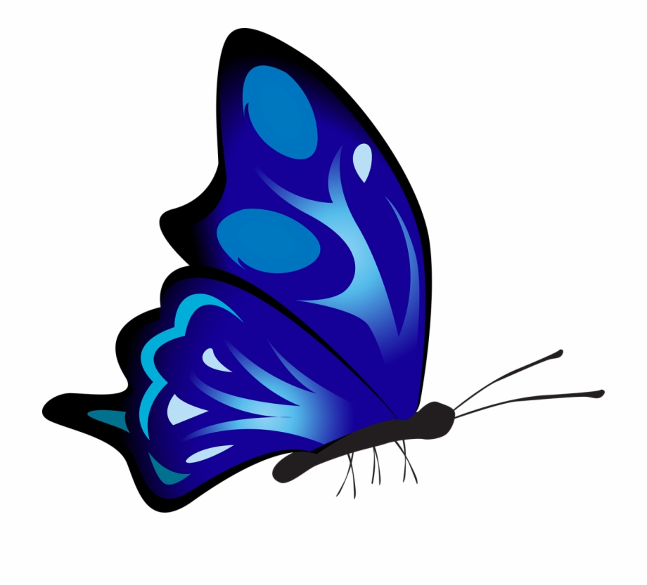 Butterfly Colorful Blue Schmetterling Von Der Seite