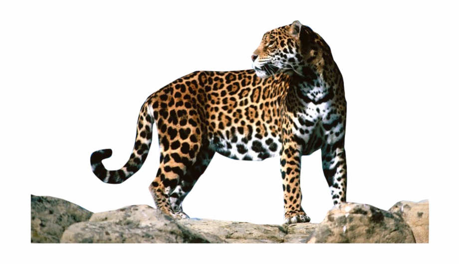 Download Jaguar Png Clipart Animals Live In Mexico