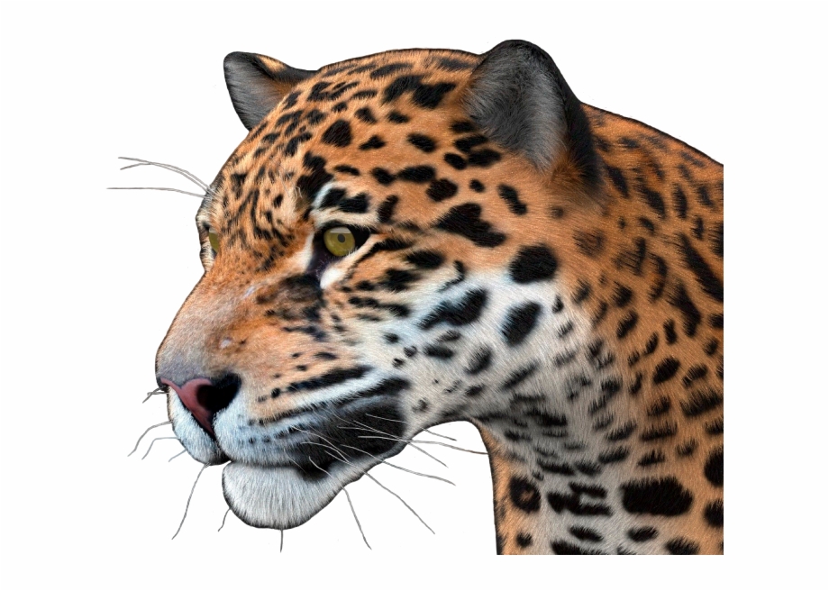 Jaguar Png