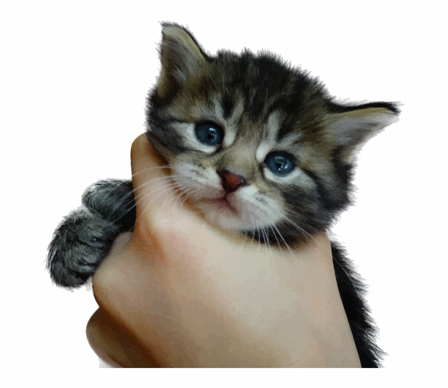 Cute Kitten Png 