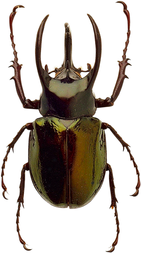 Beetle Png Image Beetle Color Palette