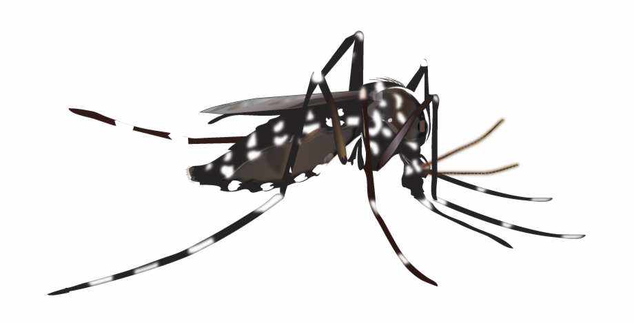 Greater Los Angeles County Mosquito Vector