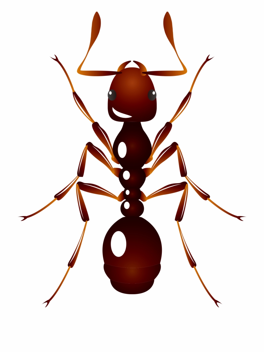 Ant U6606u866b U8682u8681 Insect Hornet