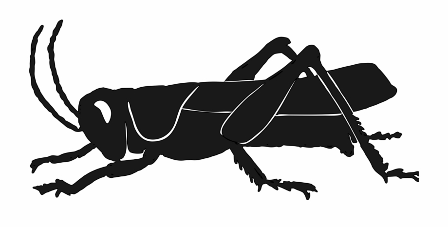 Silhouette Insect Grasshopper Raccoon Pest Insect