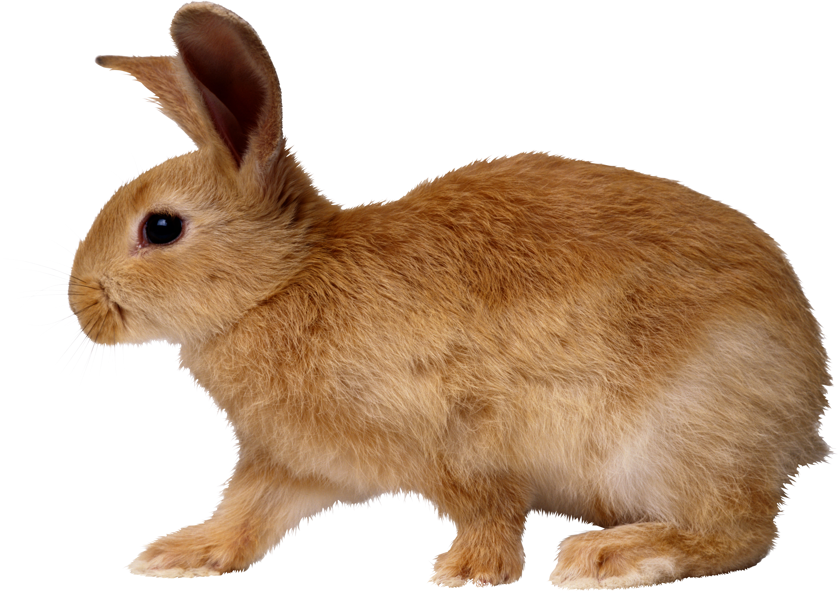 Bunny Rabbit Png