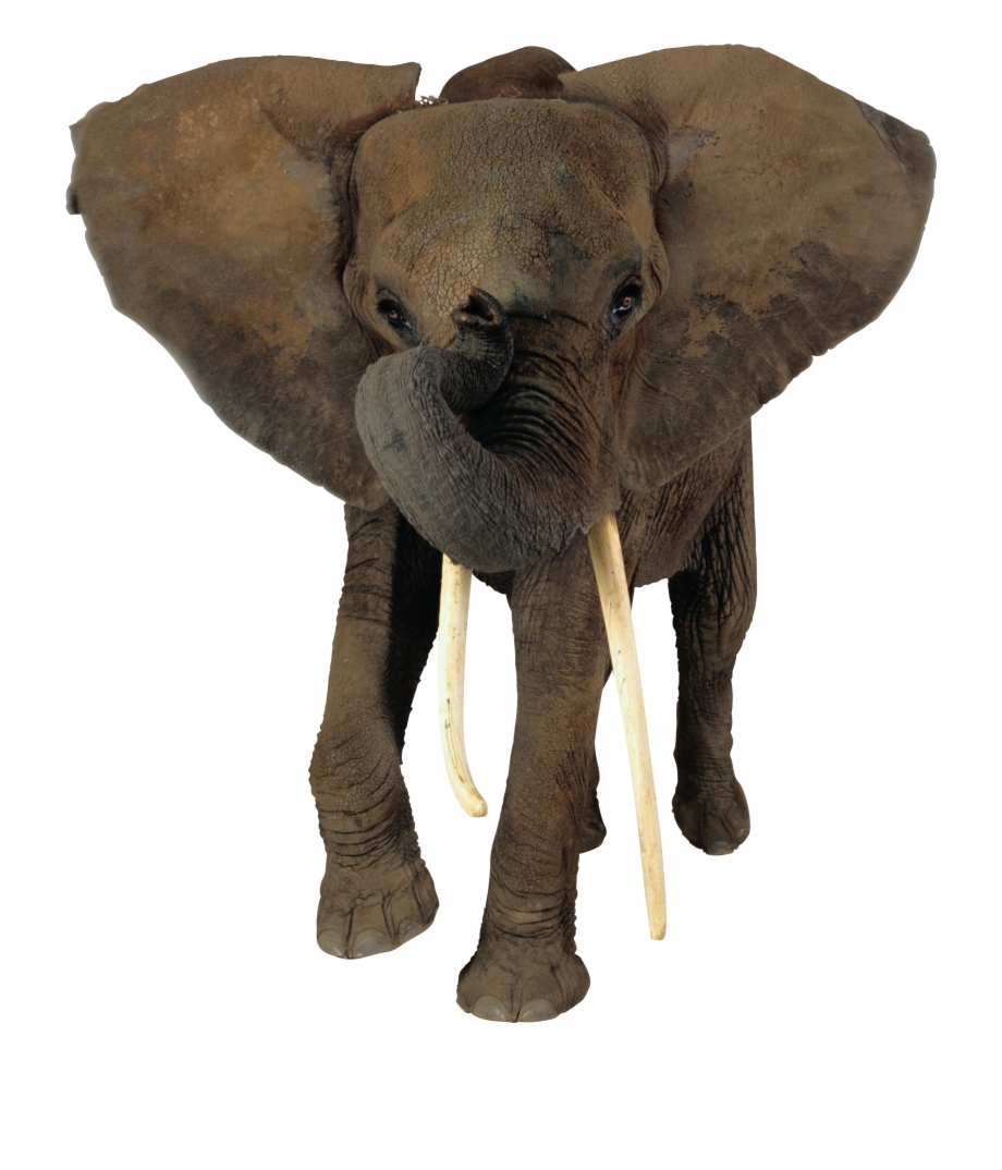 African Forest Elephant Png