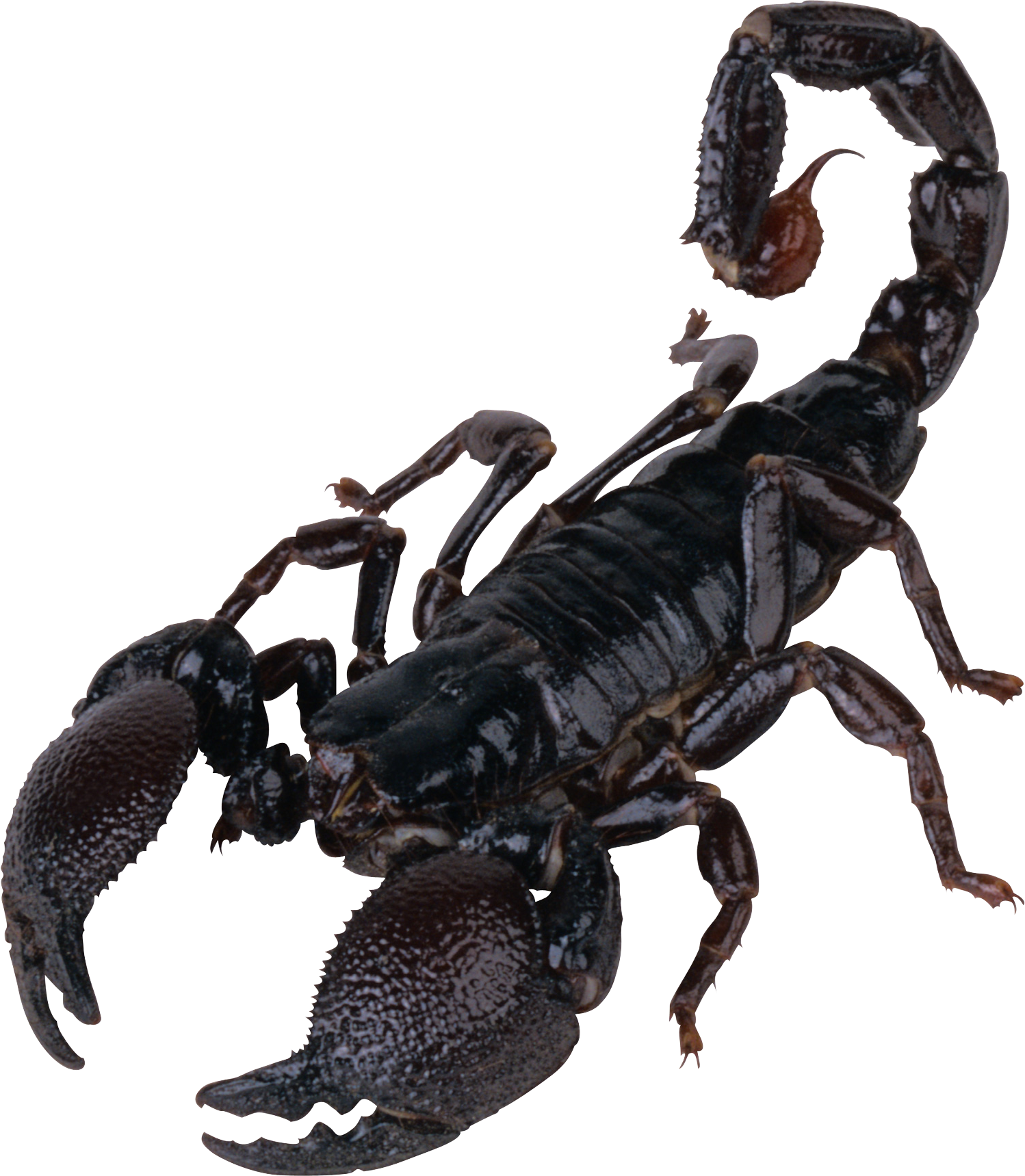 Scorpion Euclidean vector Clip art - Scorpions png download - 601*648 ...