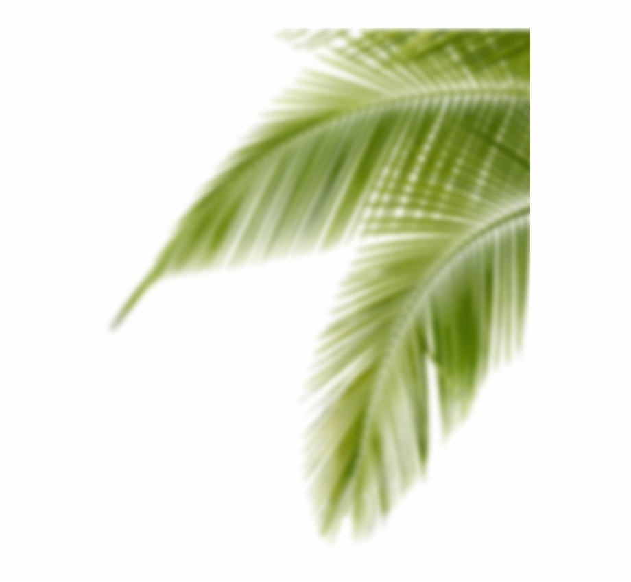 Amazing Cb Editing Background Transparent Palm Tree Png - Clip Art Library