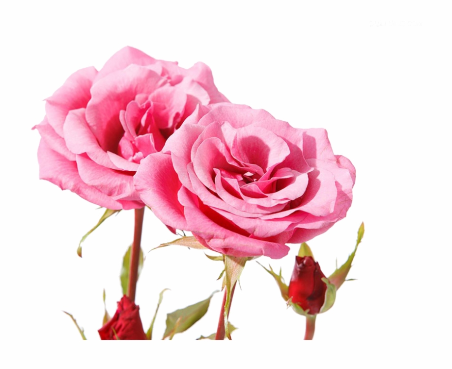 Beautiful Pink Roses Beautiful Rose Pink Flowers