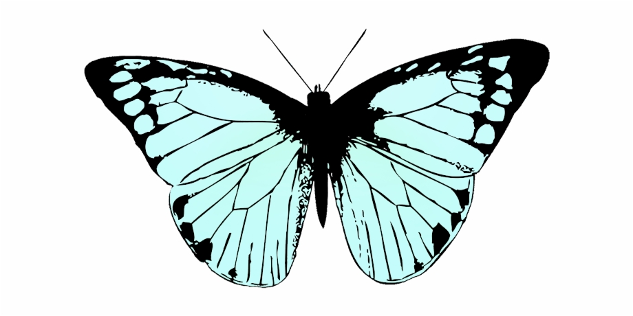 Butterfly Image Black White Soft Blue Colored Butterfly