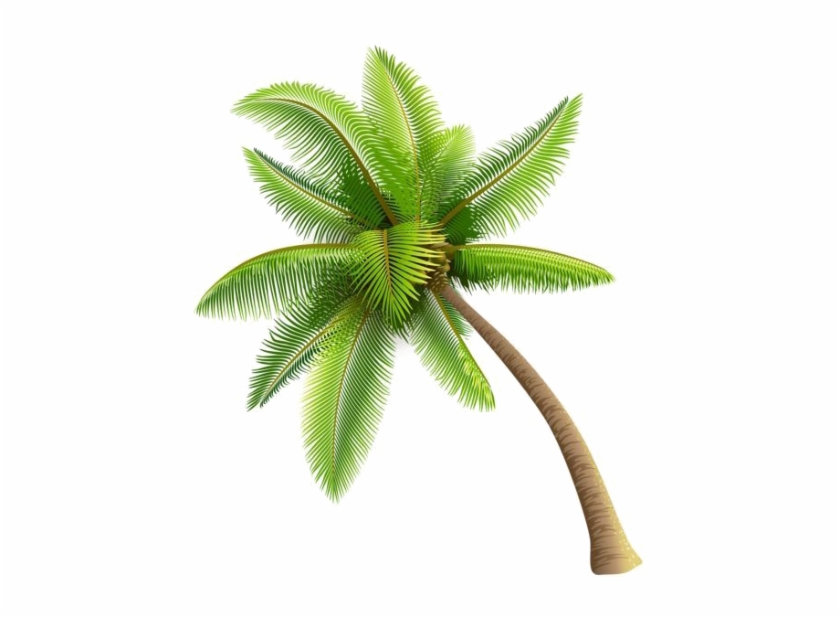 Coconut Tree Png Image Coconut Tree Transparent Background