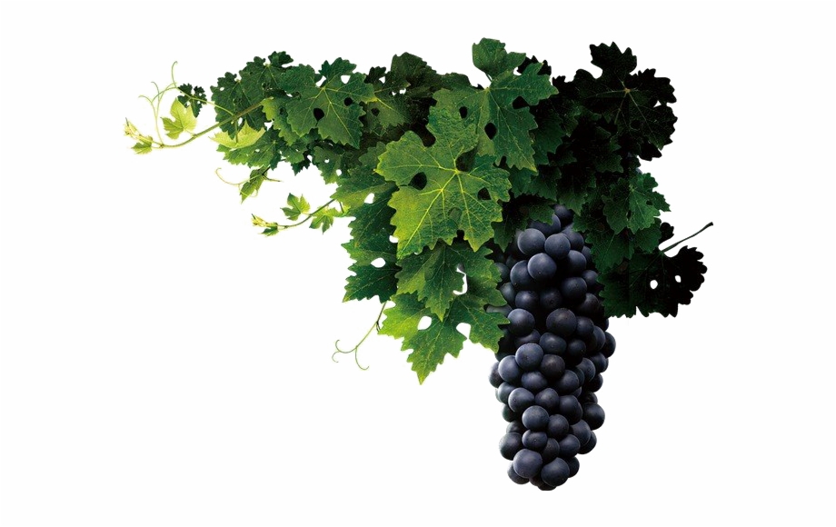 Grapes Png Clipart Background Transparent Background Grapes Png