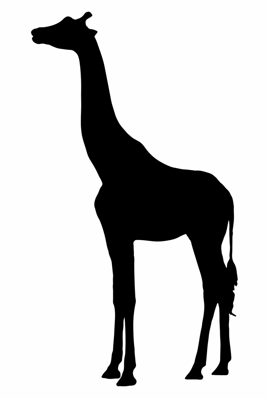 Silhouette West African Giraffe Northern Giraffe Mammal Giraffe