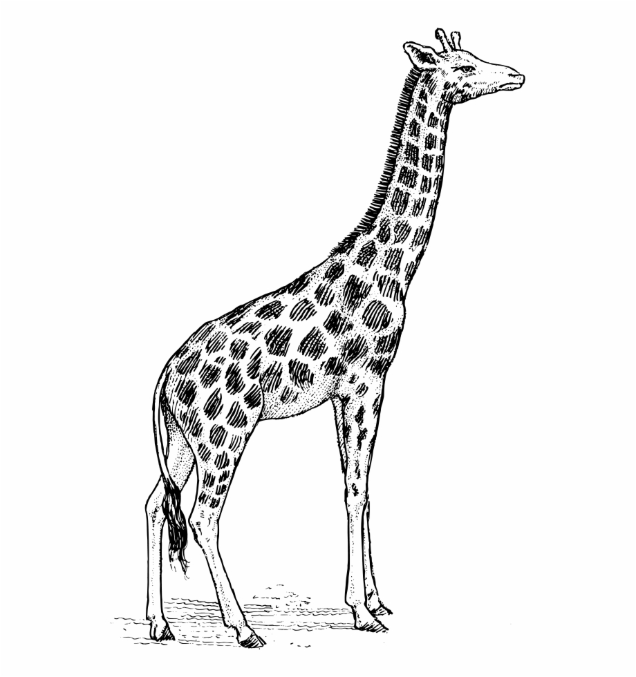 Giraffe Svg Vector File Giraffe Black And White