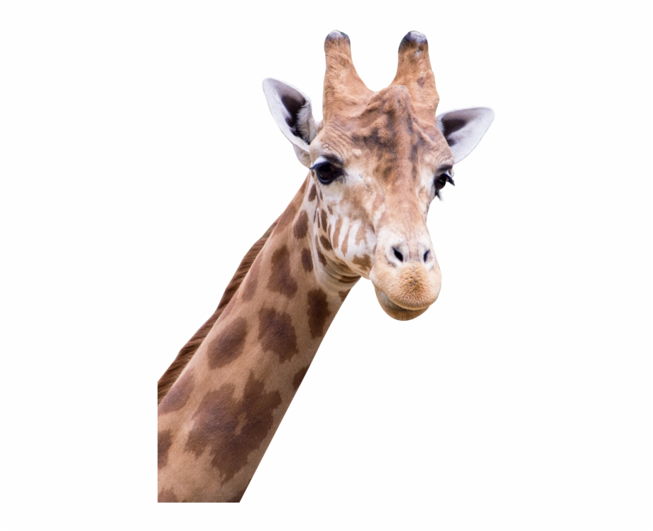 Giraffe Head Png Amine Good For You