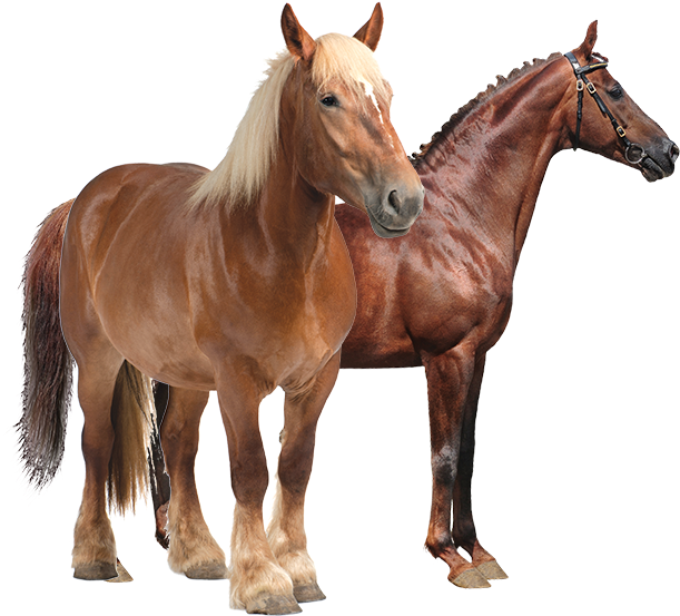 Productanimals Horse Transparent Horse Serum