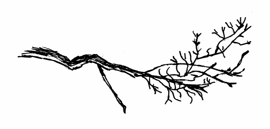 Free Download Transparent Tree Branches