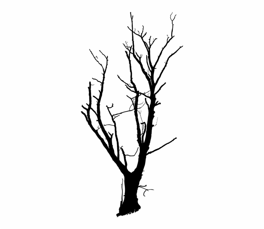 tree branch black and white drawing
