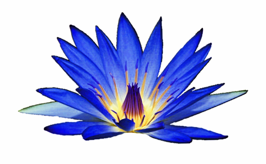 Blue Water Lily Clipart