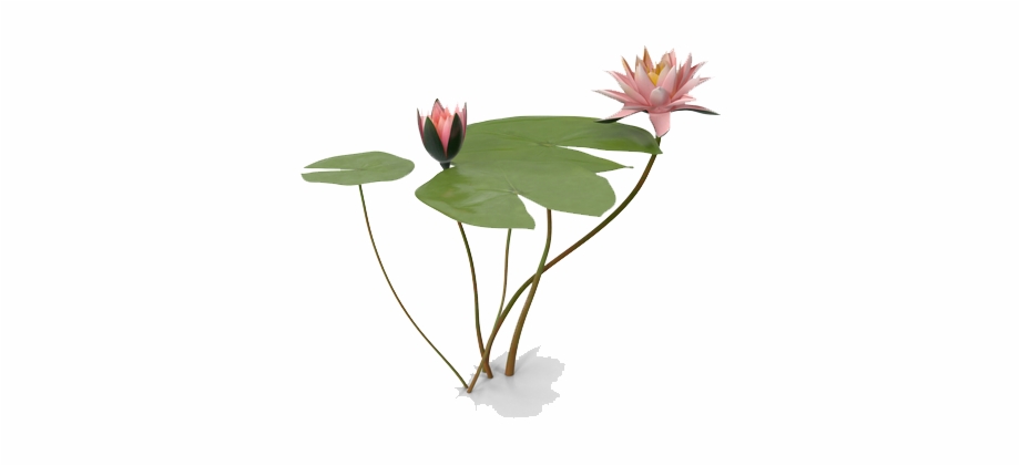 Water Lily Png Photo Water Lily