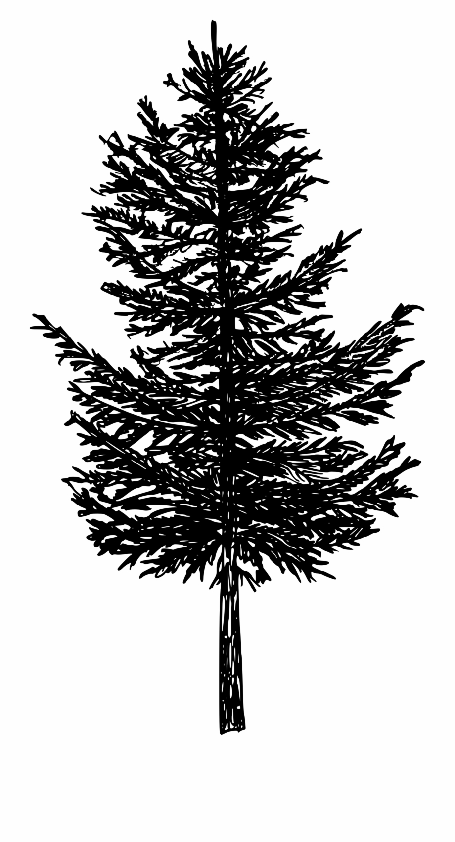 Free Download Pine Tree Silhouette Drawing