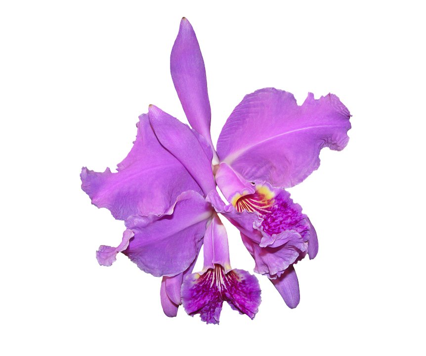 Purple Orchid Png