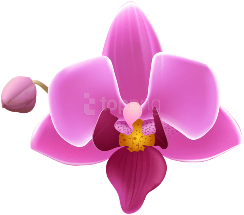 Purple Orchid Png