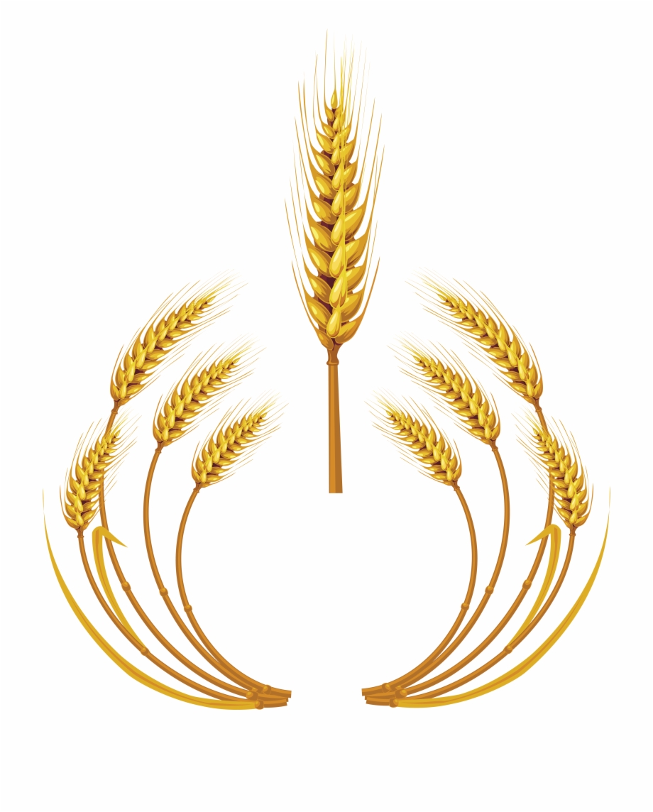 Download Transparent Png Wheat Clip Art Logo