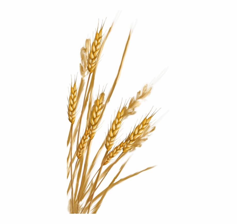 This Png File Is About Wheat Png Wheat