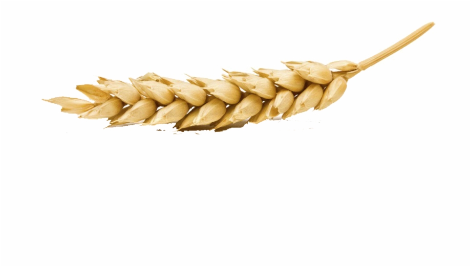 single wheat stalk clipart