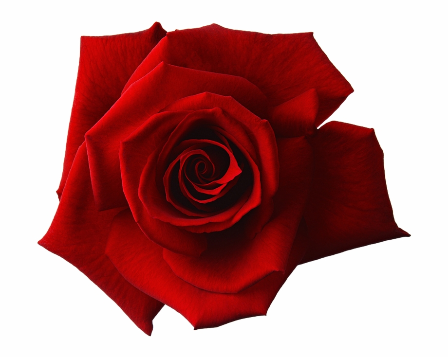 Red Rose Flower Free Png Transparent Images Free