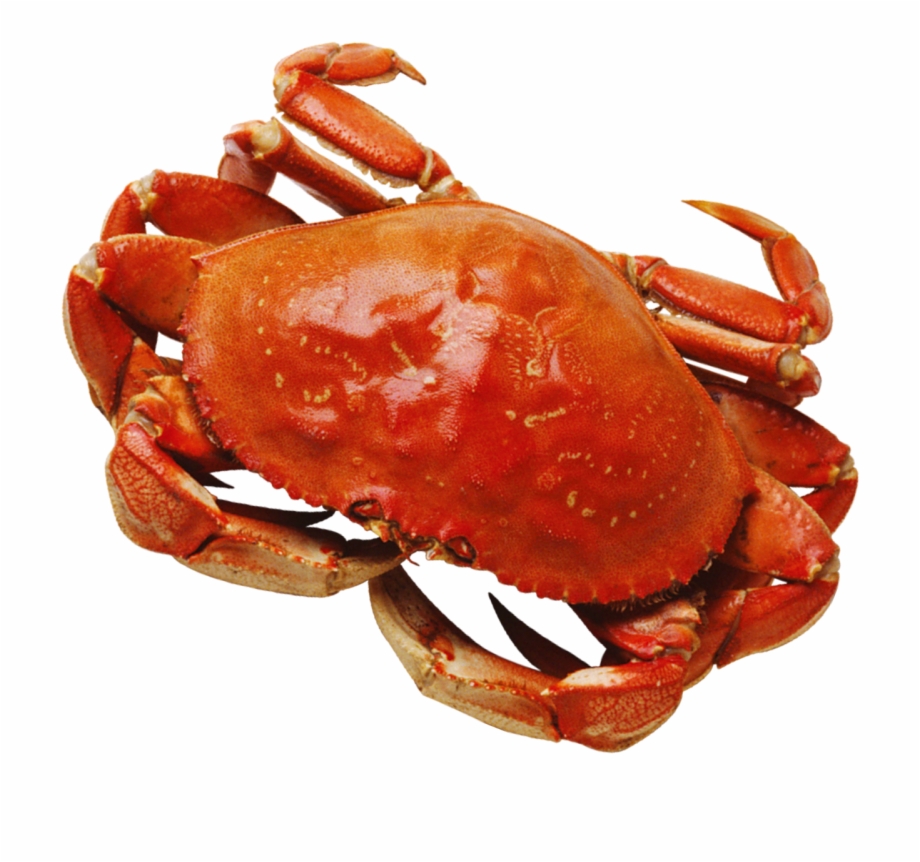 Transparent Crab Ocean Crab Png