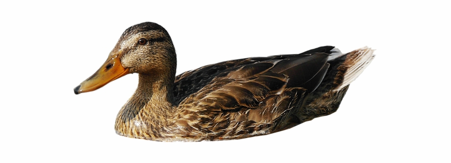 Duck Free Png Images Transparent Backgrounds Duck 1174224