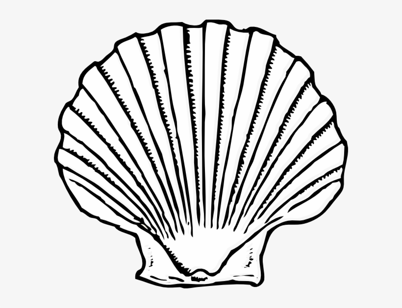Seashell Silhouette Png
